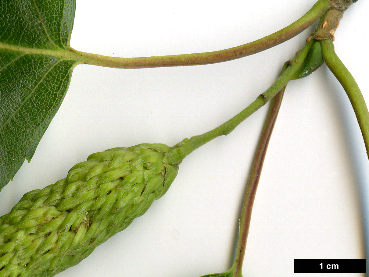 High resolution image: Family: Betulaceae - Genus: Betula - Taxon: utilis - SpeciesSub: subsp. jacquemontii 'Doorenbos'